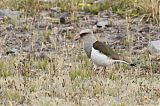 Andean Lapwing